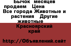 Бычок 6месяцев продаем › Цена ­ 20 000 - Все города Животные и растения » Другие животные   . Красноярский край